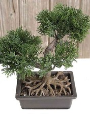artplants Kunst Bonsai Zeder ALVARI mit Wurzeln, in Dekoschale, 20cm