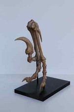 Velociraptor foot and stand - Life Sized Replica - FREE delivery world wide!
