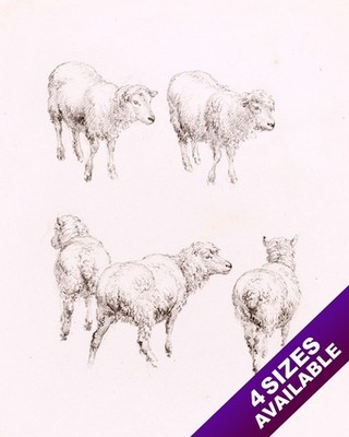 STUDY OF SHEEP DRAWING 19TH CENTURY PAINTING ART BY R. HILLS REAL CANVAS