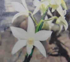 Dendrobium White Grace 'Sato' Bloom size 4" pot LARGE PLANT
