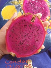 Condor Dragon fruit variety cutting
