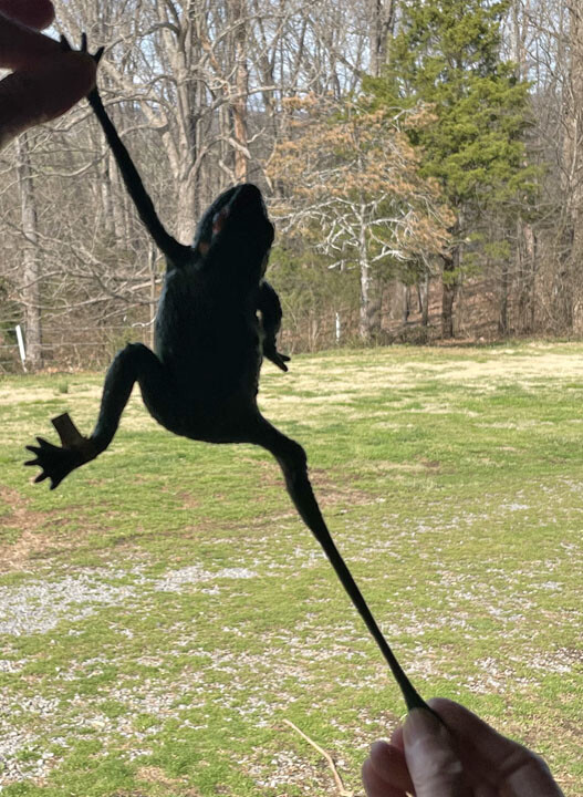 Stretchy Toy Frogs - Optigear