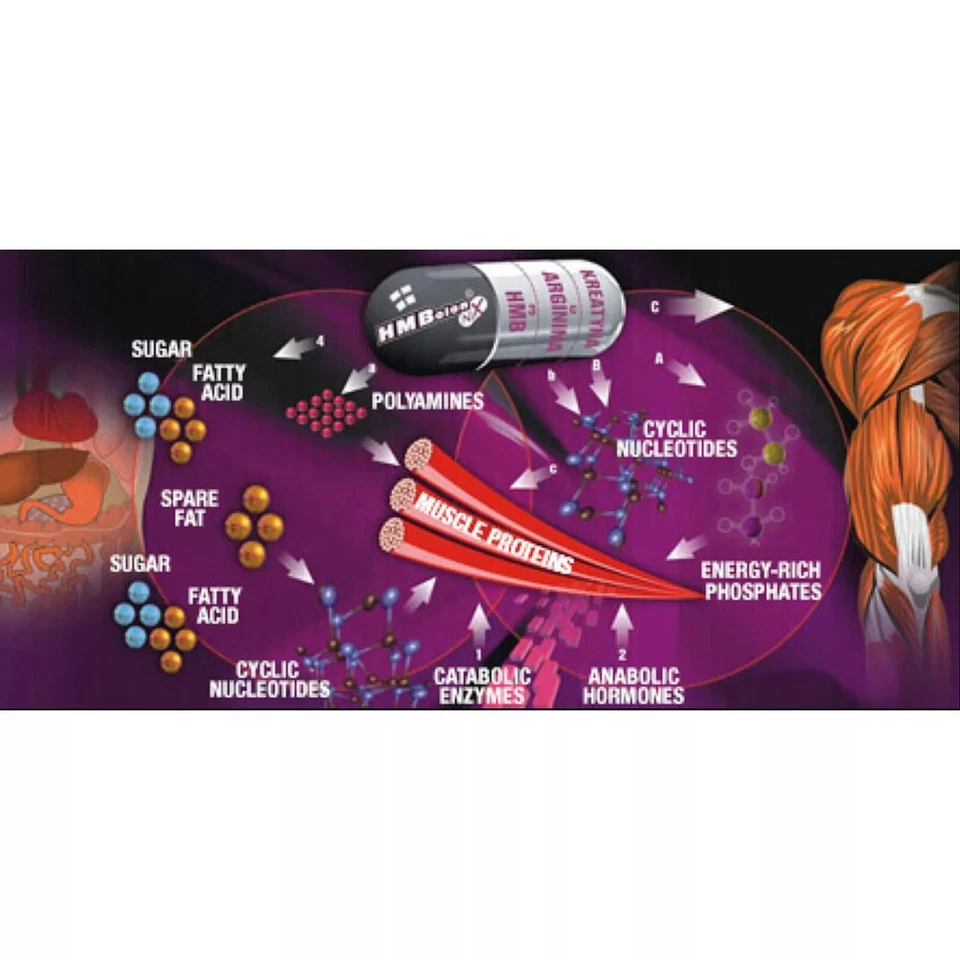 HMBOLON - OLIMP - More pure muscle mass! More effective fat tissue breakdown - Image 2 of 4