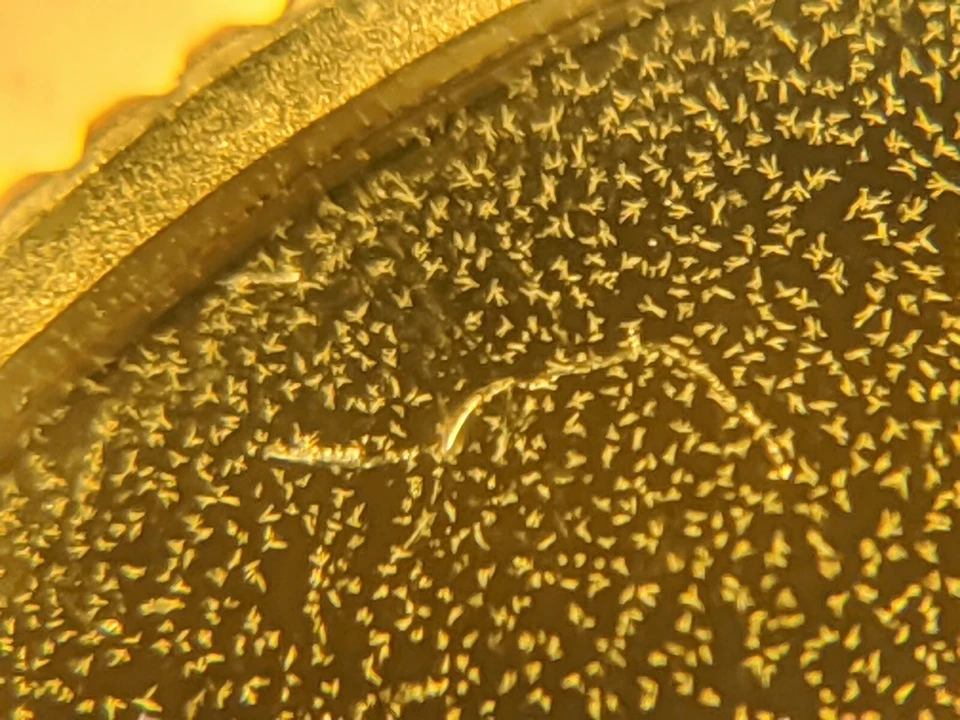 DISCOVERY Double Die 2007-S Proof Struck Thru IDAHO Quarter"TONED"Extremely RARE - Image 3 of 4