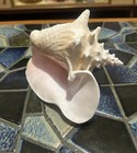 Vintage Huge Conch Shell Large Conch Sea Shell Natural Beach Conch ...