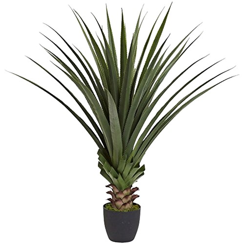 Caesar” Agave titanota RareAgave Plant Garden Décor Boutique 10