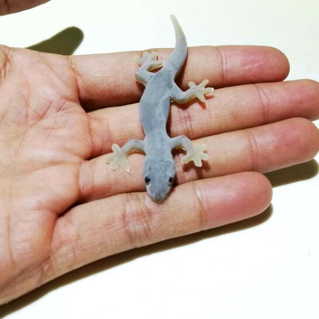 rubber lizard cat toy