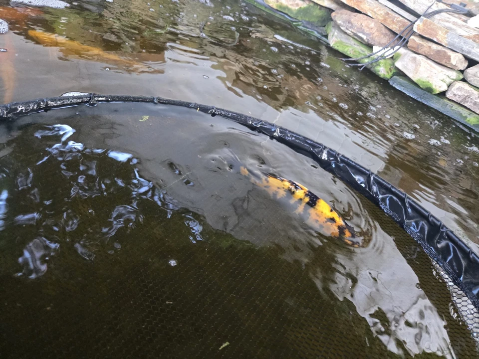 Koi Dragón Rojo 13 In Hi Utsuri Foto 2 de 4