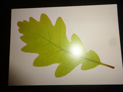 The Oak Fillingham Lake Lincolnshire Postcard 1987 Common Ground