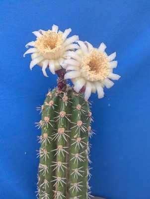 1 Stenocereus griseus Cactus Unrooted CUTTING 6''-8'' Tall EZ 2 Root & Grow!