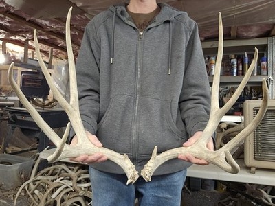 Huge 160s Mule Deer Set Antlers Horns Elk Moose Rack