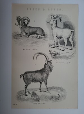 Antiker Druck 1870 Schafe und Ziegen Gravur Ammon großer Hornsteinbock