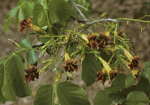 Markhamia zanzibarica Seeds Ideal Bonsai Or Garden Plant! Fresh From Africa Easy