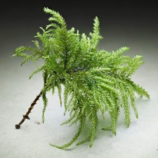 Fox Tail Feather Moss - Thamnobryum Alopecurum - X6 -  Rare - Terrarium Vivarium
