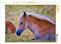 Calvendo Puzzle Foal Lying Down | 1000 Pieces, Finished Size 25.2 × 18.9 In (64