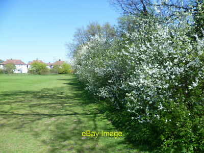 Foto 6x4 Weißdornblüte im Manor Park Erholungsgelände New Malden Muc c2013