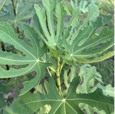 Fig Tree Cuttings – Choose Your Variety, 90+