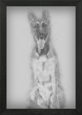 Gerahmtes Wandbild Poster Belgischer Schäferhund Welpe Leinwandbild Bild