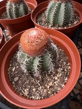 Melocactus matanzanus, Single Head bearing cactus Degrafted! Wholesale!!