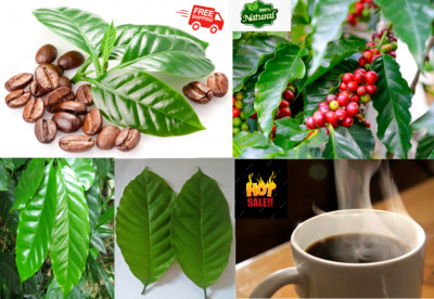 35 Dried Coffee Leaves Fresh Natural Pure Healthy Good Organic Ceylon Herbal Tea