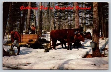 Postcard Vermont Gathering Sap in the Forest 55D