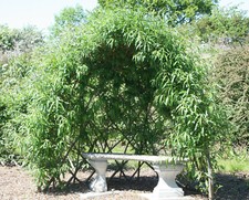 Willow whips (Domes, Tunnels, Structures, Screens, Arbours,Bowers) Verminalis.
