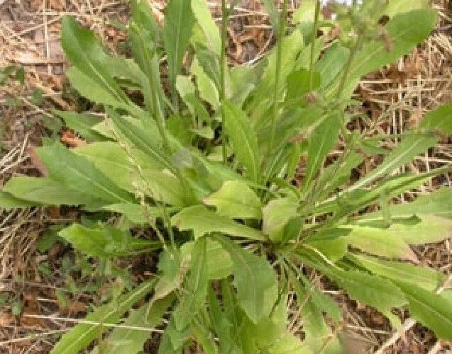 Parcela de comida semilla achicoria alfalfa trébol de hoja perenne sin labranza 2 libras atraer vida silvestre Foto 4 de 4