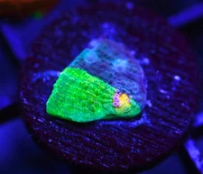 DIYreefer Live Coral WYSIWYG CCA Crayola Meltdown Chalice