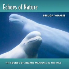 Beluga Whales Echoes Of Natur Import