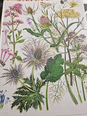 Plate 18 & 19 from  Barbara Everard  B D. Morley Wild flowers of the World ebay