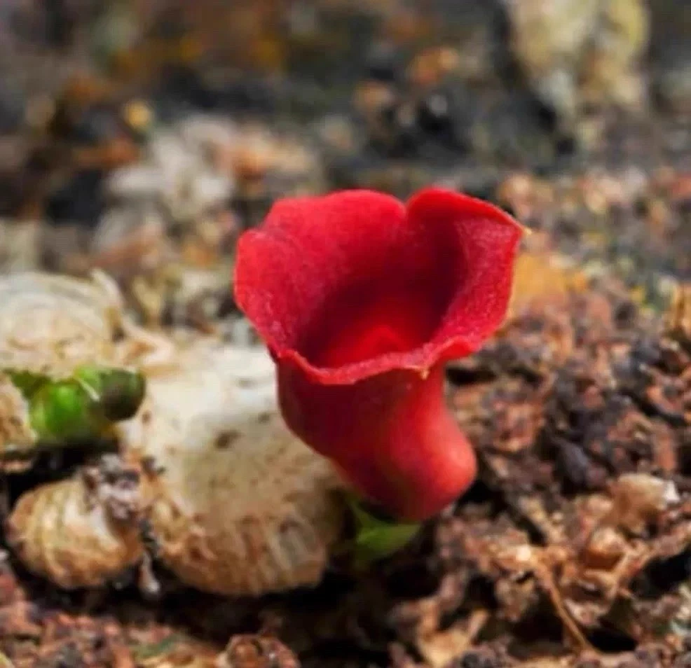 Thailand Porpax mollusca Rare Miniature Orchid Mounted Vivarium Plant Blooming
Opens in a new window