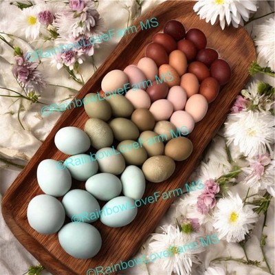 12+ Rainbow Hatching Egg Assortment | Easter Egger, Ameraucana, Marans Mix NPIP