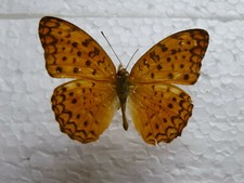 Motyl Papilio Nymphalidae, Phalanta phalantha (aethiopica) Indie