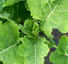 Daubenton Perennial Winter Kale - Two Cuttings - Free UK delivery!