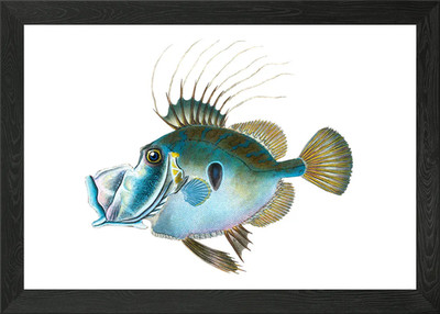 Zeus Faber Framed Wall Art Poster Canvas Print Picture