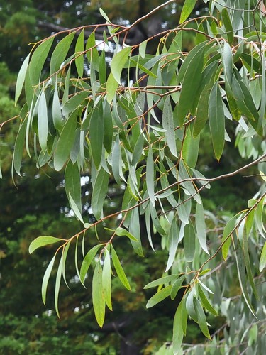 Eucalyptus rodwayii Seeds - 'Swamp Peppermint' - Rare Australian Tree Seeds - Picture 2 of 11