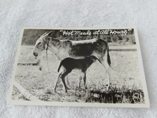 Vintage Postcard Donkey with Baby "Hot Meals at All Hours" Black & White 