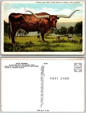 Texas Longhorn Steer Witte Museum San Antonio TX Postcard