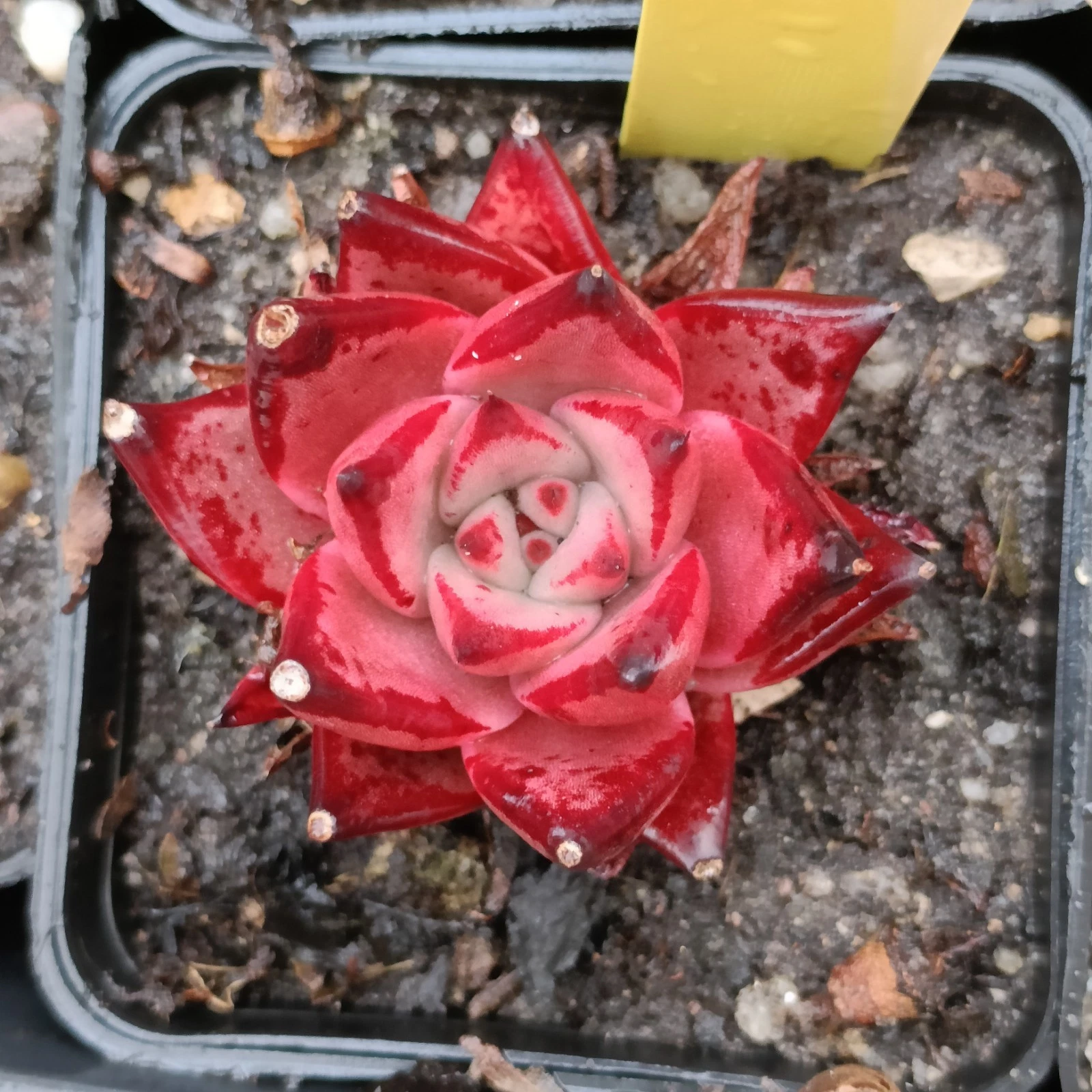 Echeveria Romeo rubin nice Succulent plant 31
Opens in a new window or tab