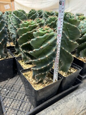mevrouw cactus Cactus Fine Art Print main image 1
