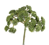 Artplants KüNstliche Sukkulente Sedum Danica, GrüN, 20Cm, Ø 10Cm
