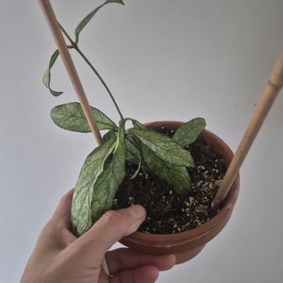 Hoya Crassipetiolata Splash - Wax Plant - - Rooted Live Plant Exact Plant 