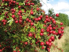 Single Seed English Hawthorn, Crataegus monogyna, Tree Seeds (Showy, Hardy)