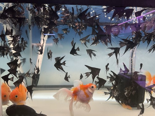 Angel Black Veil Angelfish Quarter Size Body School of 2 Fish - Picture 3 of 3