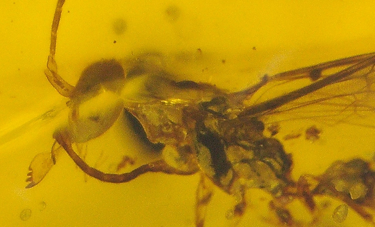 Cretaceous Wasp with Odd Looking Jaws in Burmese Amber Fossil from Dinosaur Age
