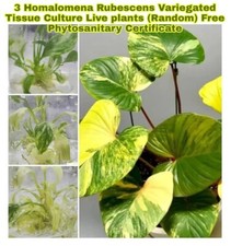 ×3 Homalomena Rubescens Variegated Tissue culture Plants Free Phytosanitary Cert