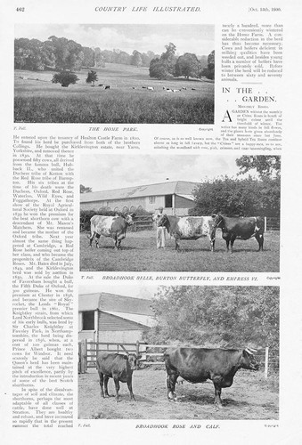 STRATTON PARK Hampshire Lord Baring's Shorthorns 2x Antique Prints 1900