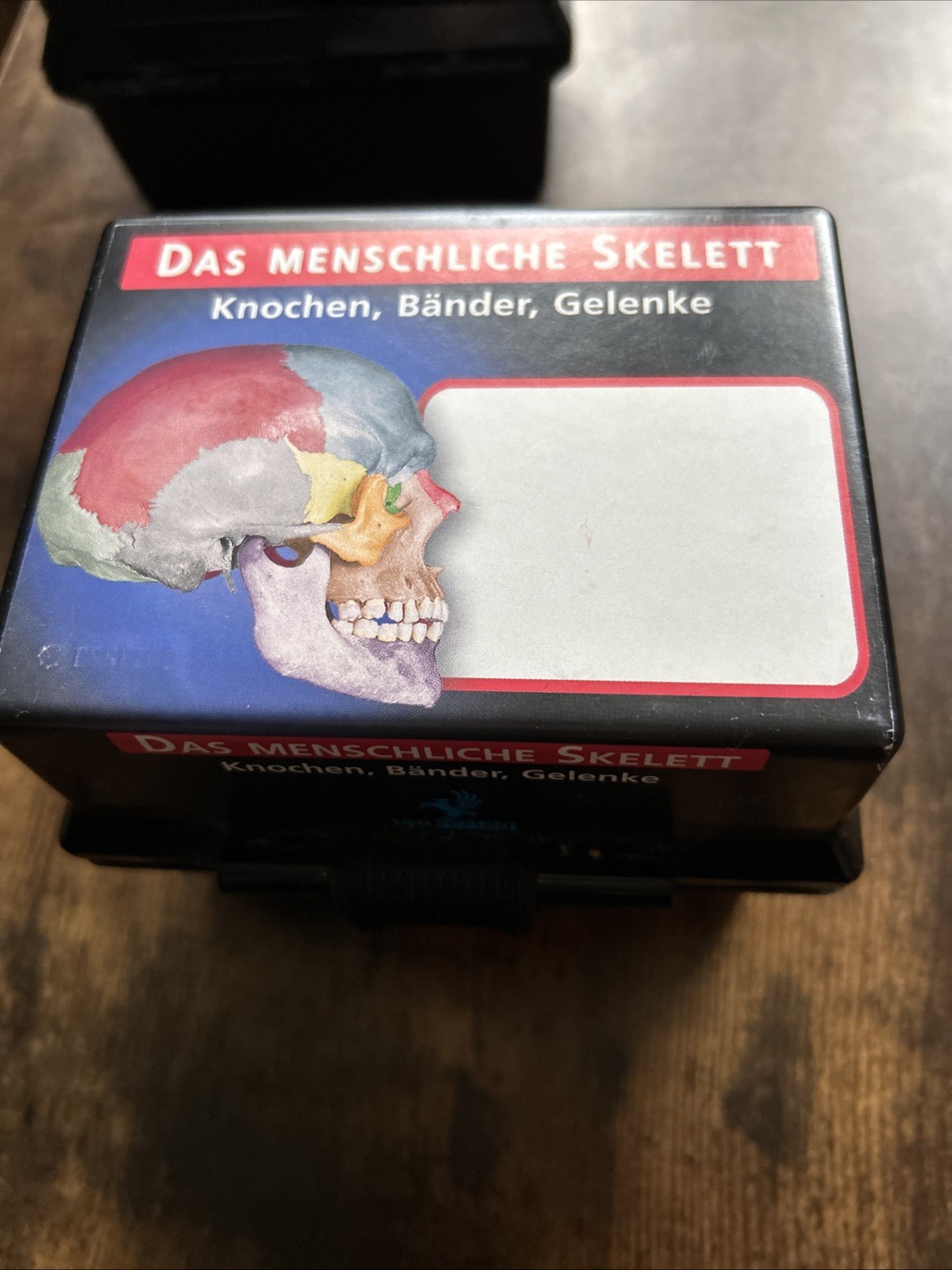 Anatomie Das Menschliche Skelett