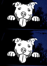Pitbull Peeking Two 6" Bully White Vinyl Decals Car Windows Laptop Tablet