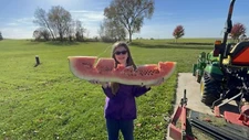 222 Lb Giant Watermelon.   $35 for 5 Seeds.   Free Shipping Worldwide!!